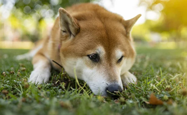 落ち込んでた犬柴犬 — ストック写真