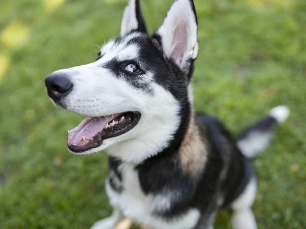 Siberian Husky Puppy Blue Eye — Stock Photo, Image