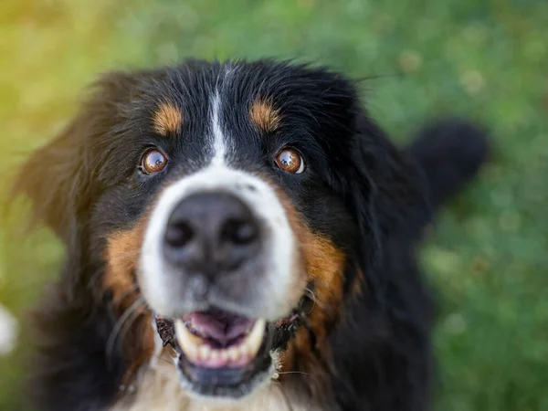 stock image bernese mountain dog close-up, look