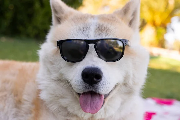 Cão Com Óculos Sol Conceito Verão Feliz — Fotografia de Stock