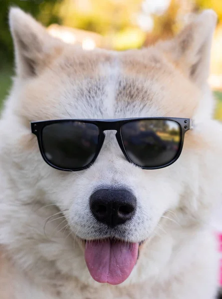 Σκύλος Γυαλιά Ηλίου Καλοκαιρινή Ιδέα — Φωτογραφία Αρχείου