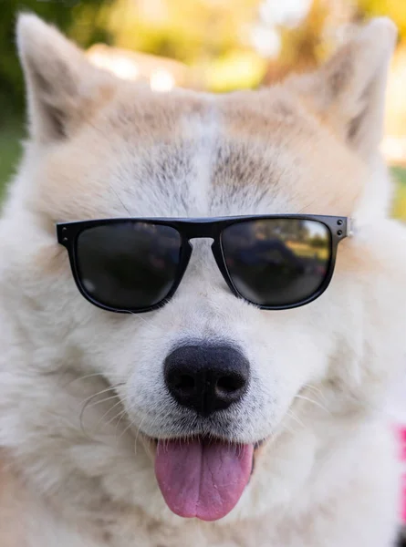 Cane Con Occhiali Sole Concetto Estivo — Foto Stock