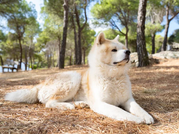 秋田犬が森の中に座って — ストック写真