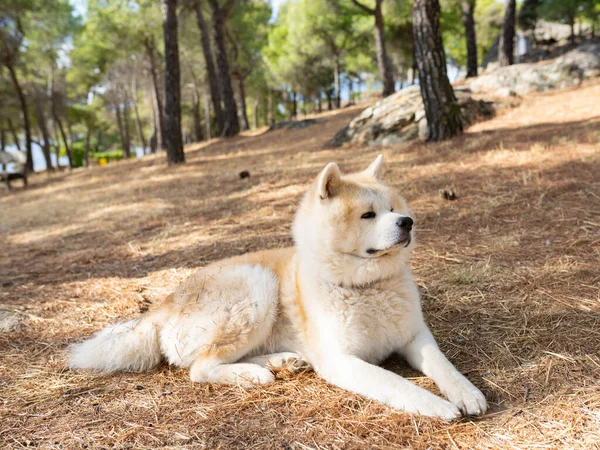 Akita Inu Pies Siedzi Lesie — Zdjęcie stockowe