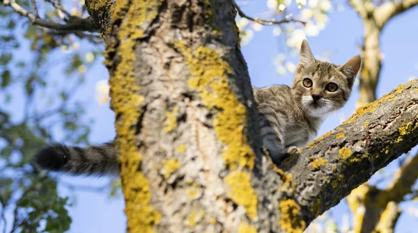 Welpe Katze Auf Einem Baum — Stockfoto