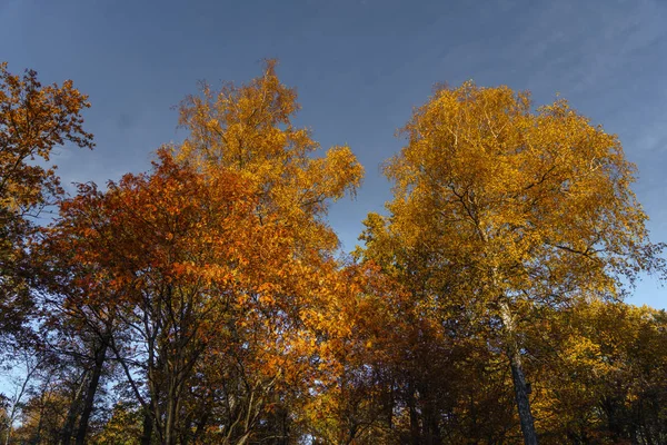 Fall i parken — Stockfoto