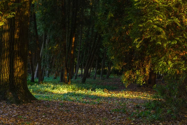 Val in het park — Stockfoto