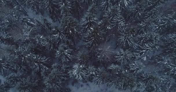 Flygflygning över frusen snöig granskog — Stockvideo