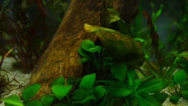 Peces y plantas marinas en el acuario casero. Colorido acuario tanque lleno de piedras, ramas de madera, algas . — Vídeo de stock