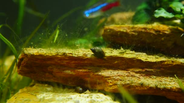 Peixes e plantas marinhas no aquário doméstico. Aquário colorido cheio de pedras, galhos de madeira, algas marinhas . — Vídeo de Stock
