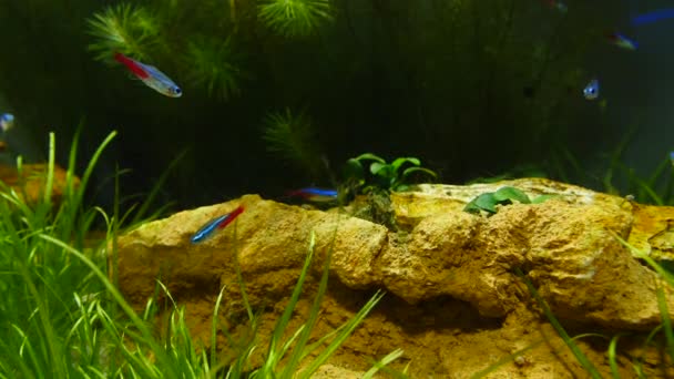 Vis en mariene planten in het aquarium thuis. Kleurrijke aquarium tank gevuld met stenen, houten takken, zeewier. — Stockvideo