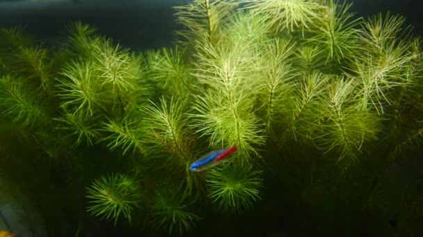 Balık ve deniz bitki içinde ev akvaryum. Renkli akvaryum tankı dolu taş, ahşap dalları, deniz yosunu. — Stok video