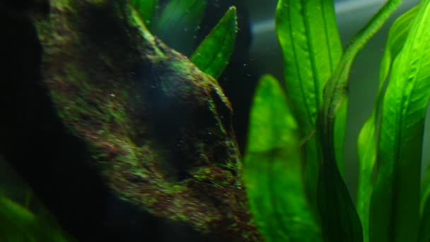Peces y plantas marinas en el acuario casero. Colorido acuario tanque lleno de piedras, ramas de madera, algas . — Vídeos de Stock