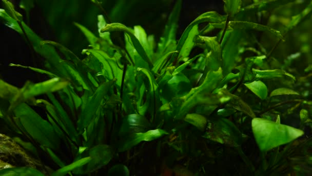 Halak és tengeri növények az otthoni akváriumban. Színes akvárium tartály tele kövek, fa ágai, alga. — Stock videók