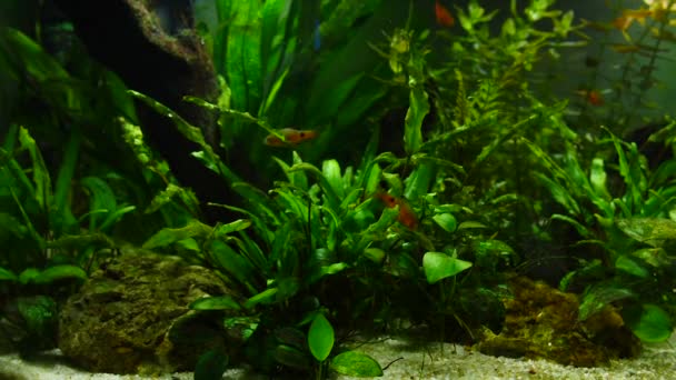 Fisk äter mat från stenar och gröna blad av växter. Fisk och marina växter i akvariet hem. Färgstarka akvarium tank fylld med stenar, trä grenar, tång. — Stockvideo