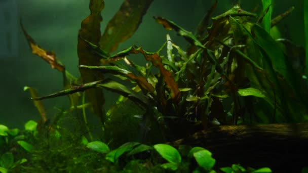 Peces y plantas marinas en el acuario casero. Colorido acuario tanque lleno de piedras, ramas de madera, algas . — Vídeos de Stock