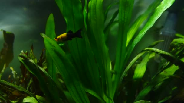 Peces y plantas marinas en el acuario casero. Colorido acuario tanque lleno de piedras, ramas de madera, algas . — Vídeos de Stock