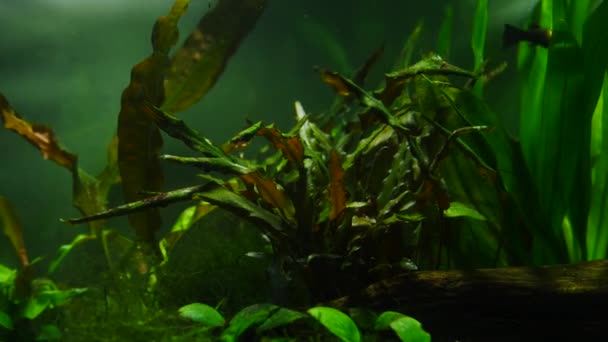 Fish and marine plants in the home aquarium. Colorful aquarium tank filled with stones, wooden branches, seaweed. — Stock Video