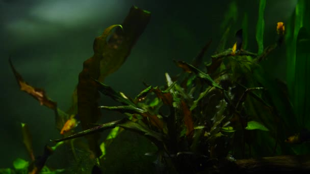 Vis en mariene planten in het aquarium thuis. Kleurrijke aquarium tank gevuld met stenen, houten takken, zeewier. — Stockvideo