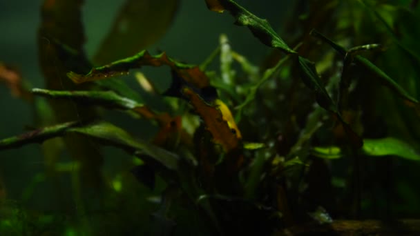 Vis en mariene planten in het aquarium thuis. Kleurrijke aquarium tank gevuld met stenen, houten takken, zeewier. — Stockvideo