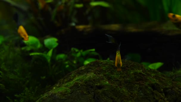 Los peces comen comida de las piedras y las hojas verdes de las plantas. Peces y plantas marinas en el acuario casero. Colorido acuario tanque lleno de piedras, ramas de madera, algas . — Vídeos de Stock