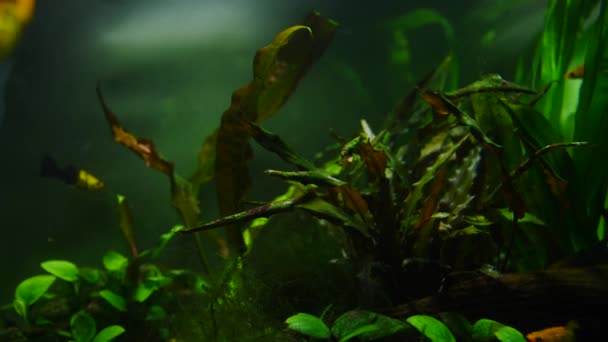 Os peixes comem a comida de pedras e folhas verdes de fábricas. Peixes e plantas marinhas no aquário doméstico. Aquário colorido cheio de pedras, galhos de madeira, algas marinhas . — Vídeo de Stock