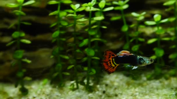 Los peces nadan en el acuario. Peces y plantas marinas en el acuario casero. Colorido acuario tanque lleno de piedras, ramas de madera, algas . — Vídeo de stock