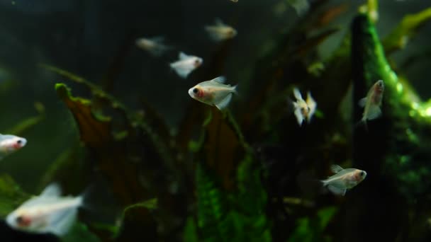 Ryby a mořské rostliny v akváriu doma. Barevné akvarijní nádrže naplněné kameny, dřevěné větve, mořské řasy. — Stock video