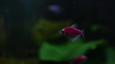 Balık ve deniz bitki içinde ev akvaryum. Renkli akvaryum tankı dolu taş, ahşap dalları, deniz yosunu.