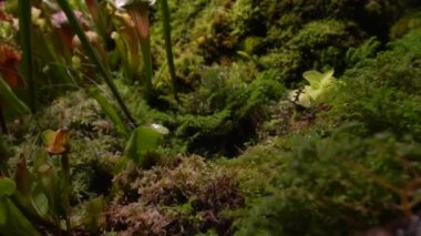 Etçil bitkiler sundew, sinekkapan bitkisi, sarratseniya