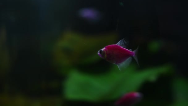 Peces y plantas marinas en el acuario casero. Colorido acuario tanque lleno de piedras, ramas de madera, algas . — Vídeo de stock