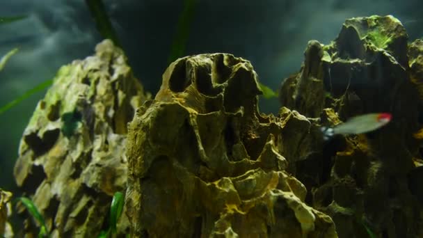 Ryby a mořské rostliny v akváriu doma. Barevné akvarijní nádrže naplněné kameny, dřevěné větve, mořské řasy. — Stock video