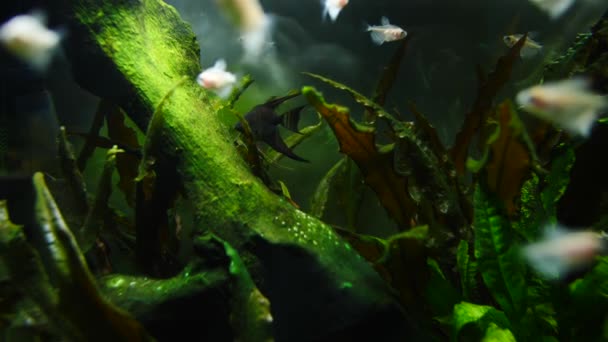 Peixes e plantas marinhas no aquário doméstico. Aquário colorido cheio de pedras, galhos de madeira, algas marinhas . — Vídeo de Stock