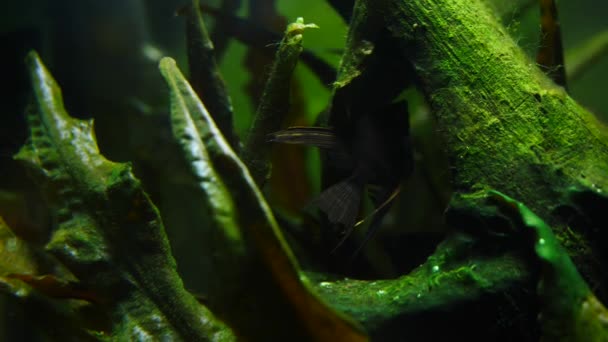 Vis en mariene planten in het aquarium thuis. Kleurrijke aquarium tank gevuld met stenen, houten takken, zeewier. — Stockvideo