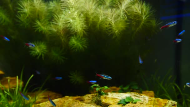 Fish and marine plants in the home aquarium. Colorful aquarium tank filled with stones, wooden branches, seaweed. — Stock Video