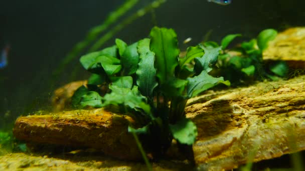 Fish and marine plants in the home aquarium. Colorful aquarium tank filled with stones, wooden branches, seaweed. — Stock Video