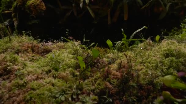 Piante carnivore sundew, venus flytrap, sarratseniya — Video Stock