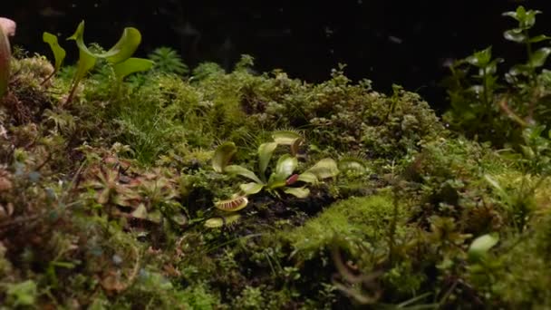 Piante carnivore sundew, venus flytrap, sarratseniya — Video Stock