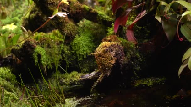 Vleesetende planten uit, venus flytrap, sarratseniya — Stockvideo