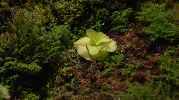 Tanaman Karnivora sundew, venus flytrap, sarratseniya — Stok Video