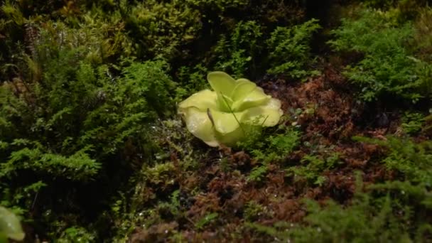 Piante carnivore sundew, venus flytrap, sarratseniya — Video Stock