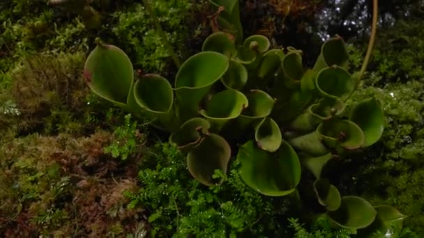 Vleesetende planten uit, venus flytrap, sarratseniya — Stockvideo