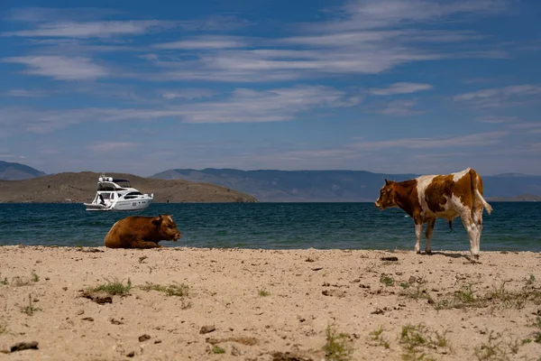 Kor på stranden — Stockfoto