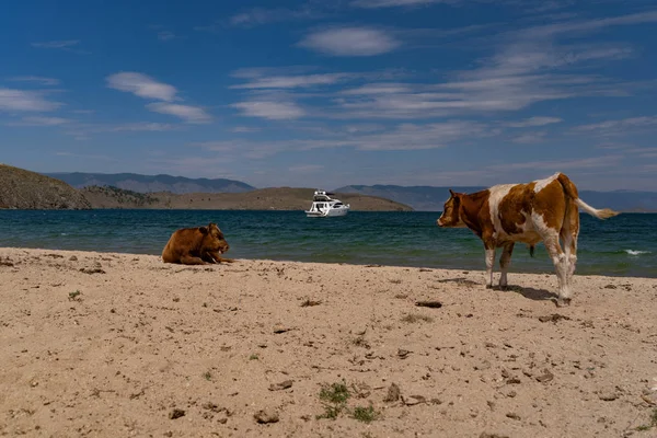 Lehmät rannalla — kuvapankkivalokuva