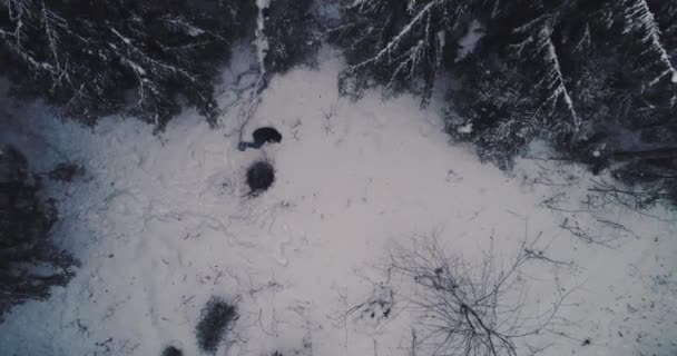 Een man in de sneeuw, vanuit de lucht. — Stockvideo