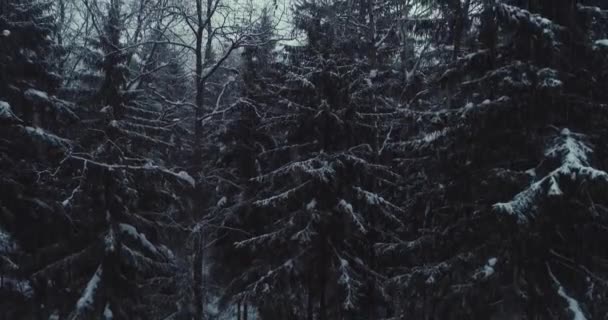 Flygflygning över frusen snöig granskog — Stockvideo