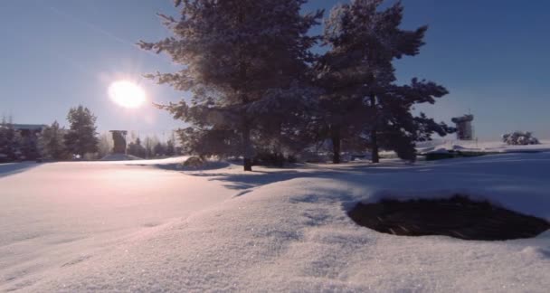 Abeto fino em pé em um campo coberto de neve — Vídeo de Stock