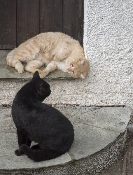 Two adorable cats  playing together. Cats outdoor.