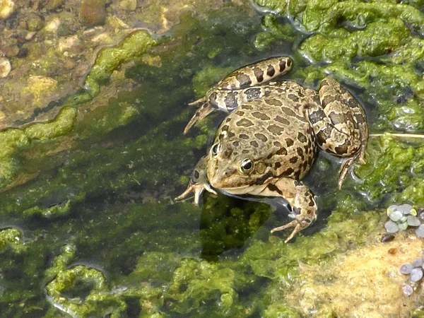 Grande Rana Bruna Con Macchie Piedi Sulla Roccia Vicino Fiume — Foto Stock