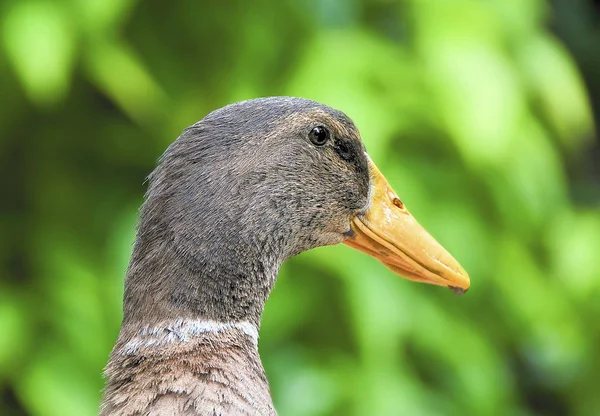 Domestic Goose Farm Close Image Goose Head Green Blurred Background — Stock Photo, Image